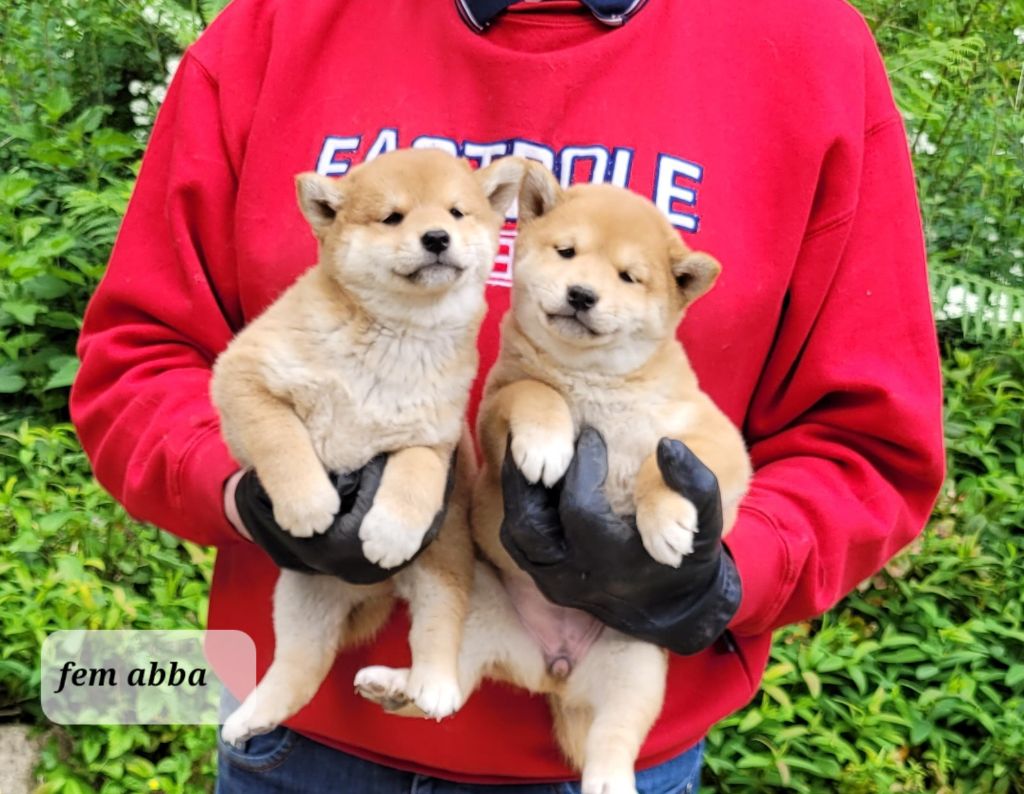 des portes de la moria - Chiots disponibles - Shiba