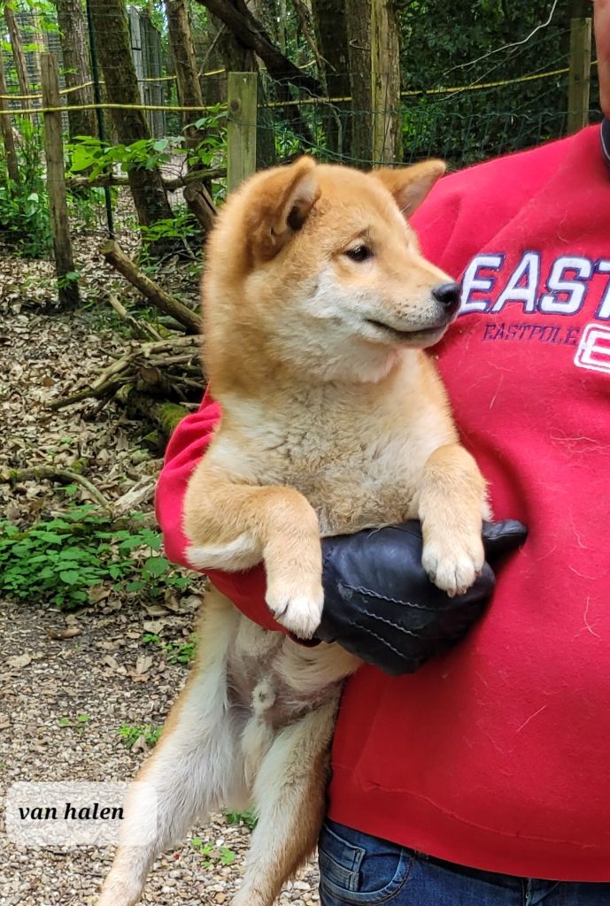 des portes de la moria - Chiots disponibles - Shiba