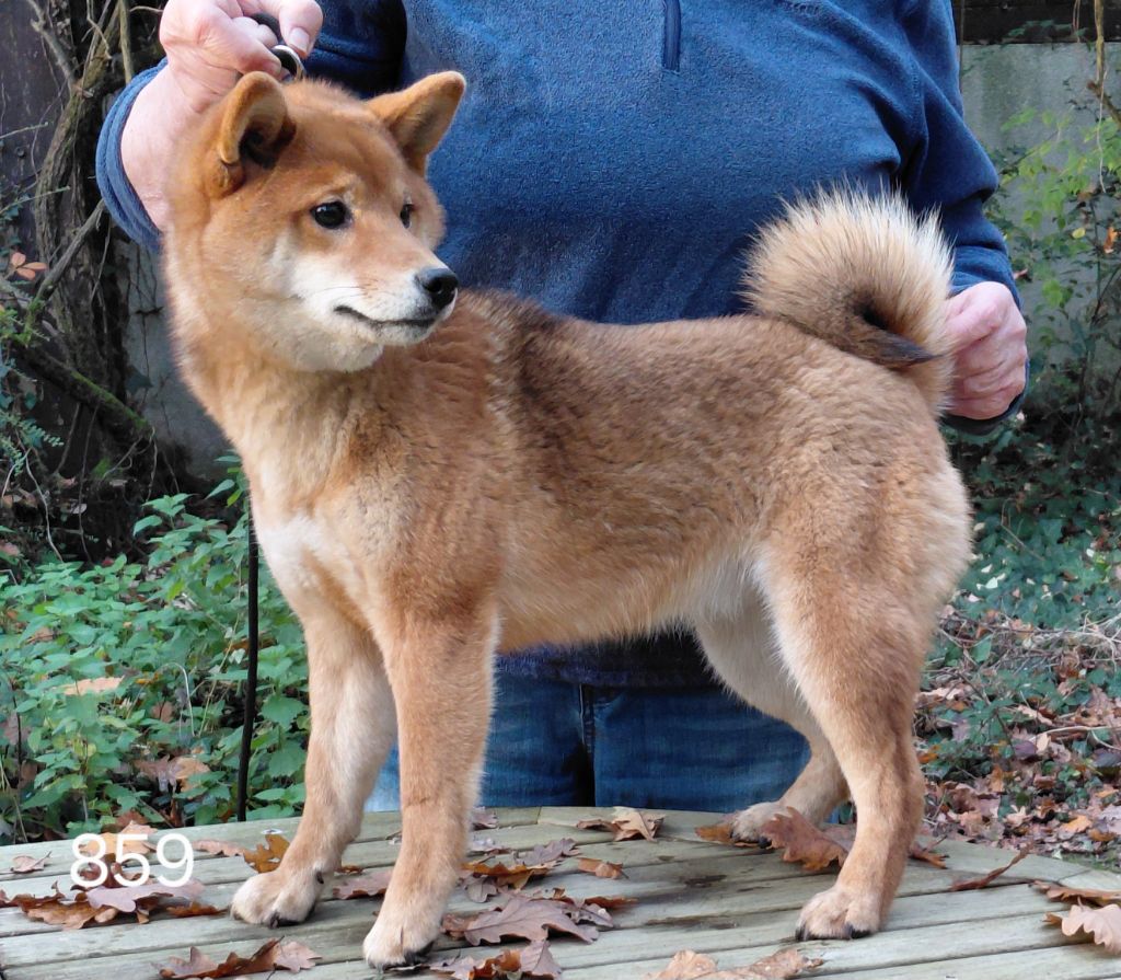 des portes de la moria - Chiots disponibles - Shiba