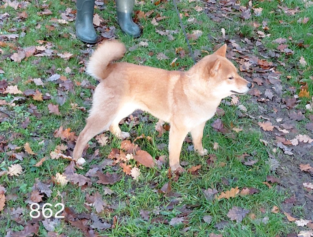 des portes de la moria - Chiots disponibles - Shiba